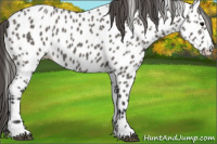Horse Color:Grullo Appaloosa 