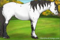 Horse Color:Grullo Appaloosa 