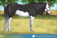 Horse Color:Smoky Black Splash