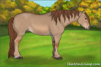 Horse Color:Red Dun 