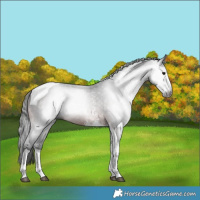 Horse Color:Gray Brown Sabino Tobiano 