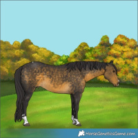 Horse Color:Buckskin Tobiano