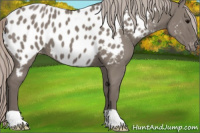 Horse Color:Silver Grullo Appaloosa 