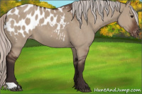 Horse Color:Silver Brown Dun Appaloosa 