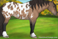 Horse Color:Brown Dun Appaloosa 