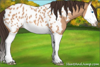 Horse Color:Brown Dun Splash Appaloosa 