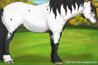 Horse Color:Brown Appaloosa