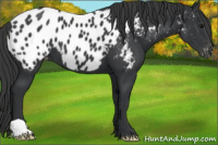 Horse Color:Black Appaloosa