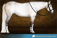 Horse Color:Gray Silver Buckskin Roan 