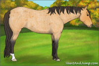 Horse Color:Buckskin Roan 
