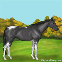 Horse Color:Blue Roan Tobiano 
