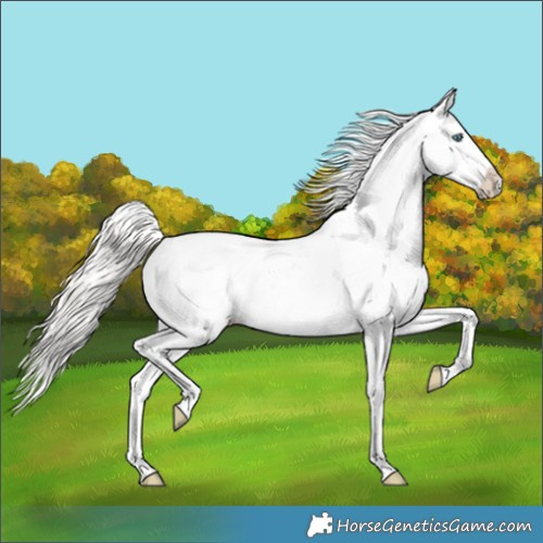 Horse Color:Cremello Appaloosa Rabicano