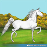 Horse Color:Cremello Appaloosa Rabicano 