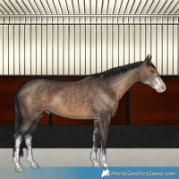 Horse Color:Brown Dun Sabino