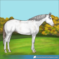 Horse Color:White Spotted Liver Chestnut Splash 