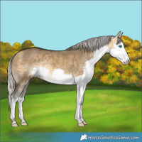 Horse Color:Silver Buckskin Dun Splash 