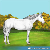 Horse Color:White Spotted Silver Bay Dun Splash 