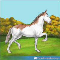 Horse Color:Chestnut Splash