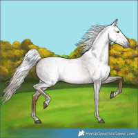 Horse Color:Gray Chocolate Palomino Roan 