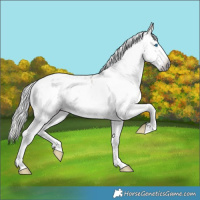 Horse Color:Gray Buckskin Dun Splash Near Leopard 