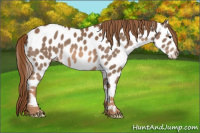 Horse Color:Chestnut Appaloosa