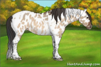 Horse Color:Brown Dun Tobiano Appaloosa 