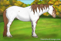 Horse Color:Chestnut Tobiano Appaloosa 