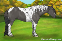Horse Color:Grullo Tobiano 