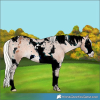 Horse Color:Silver Bay Splash Tobiano Varnish 