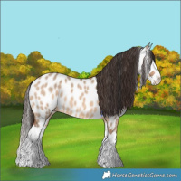 Horse Color:Bay Dun Splash Appaloosa 