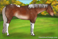 Horse Color:Silver Brown Tobiano 
