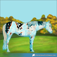 Horse Color:Thunderstruck Gold Champagne Tobiano Blanket 