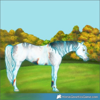 Horse Color:Gray Thunderstruck Palomino Splash Tobiano Frame Blanket 