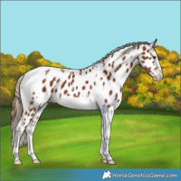 Horse Color:Chestnut Tobiano Frame Appaloosa 