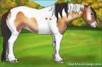 Horse Color:Buckskin Onyx Tobiano 