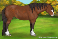 Horse Color:Buckskin Sabino 