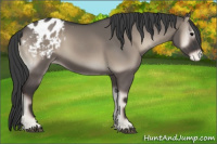 Horse Color:Grullo Onyx Appaloosa 