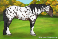 Horse Color:Brown Appaloosa 