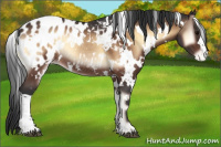Horse Color:White Spotted Brown Onyx Appaloosa Rabicano