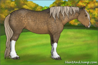 Horse Color:Chocolate Palomino 