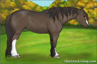 Horse Color:Smoky Black 