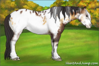 Horse Color:Buckskin Onyx Frame Appaloosa 