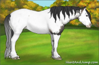 Horse Color:Blue Onyx Splash Appaloosa 