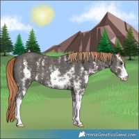 Horse Color:Liver Chestnut Sabino