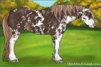 Horse Color:Liver Chestnut Sabino 