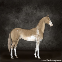 Horse Color:Chocolate Palomino Dun Sabino Appaloosa Brindle 