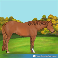 Horse Color:Chestnut 
