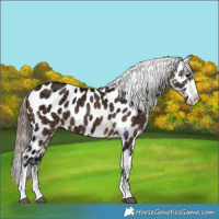 Horse Color:Brown Ice Dun Appaloosa 