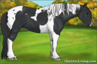 Horse Color:Black Tobiano 