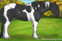 Horse Color:Black Tobiano 